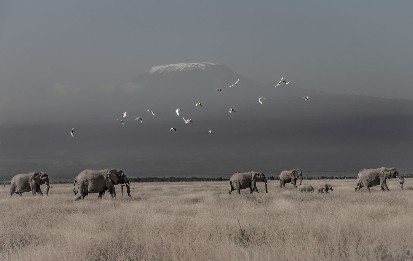 Egrets & Ellies