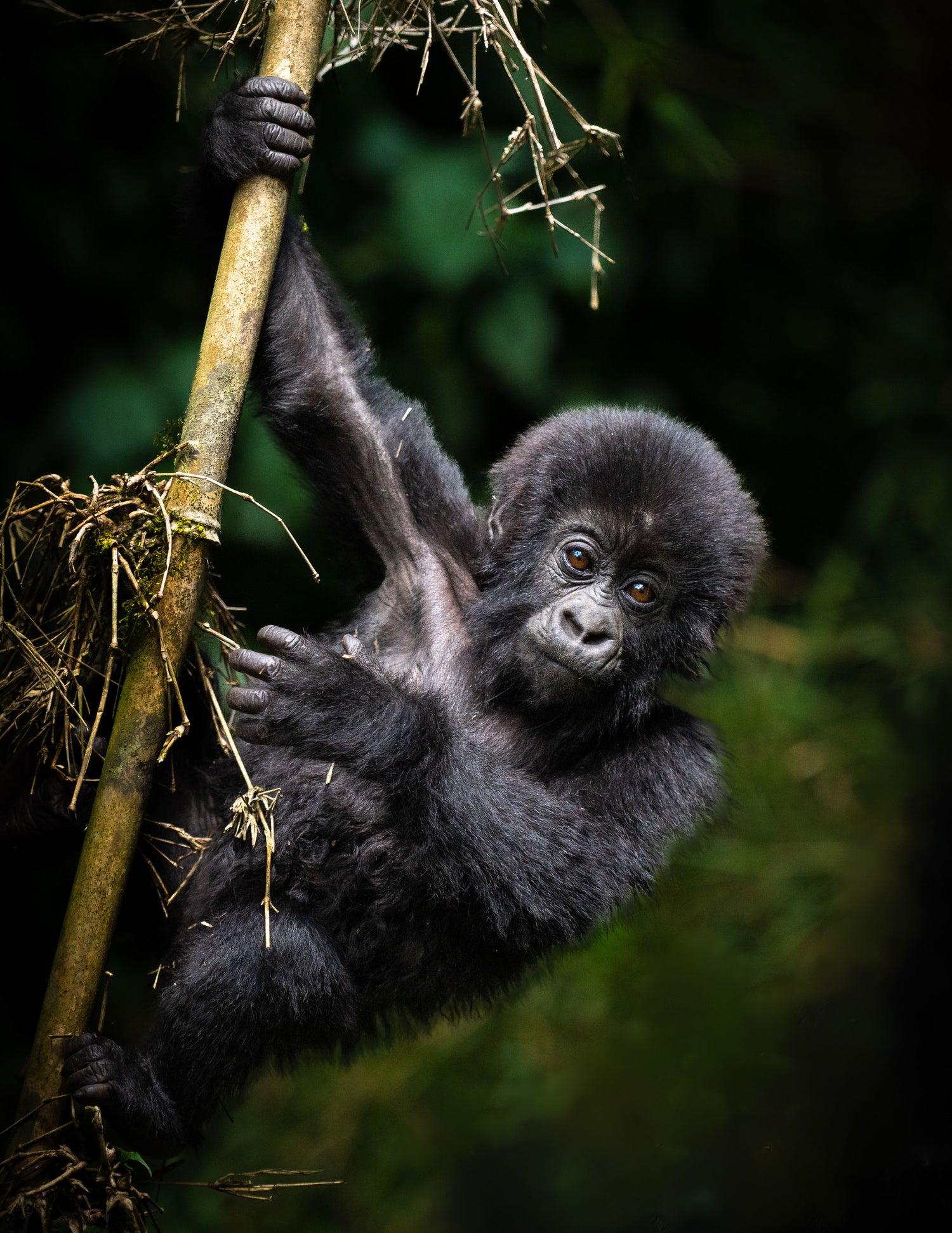 Wildlife