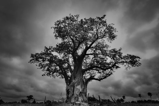 Bob The Baobab- Uganda