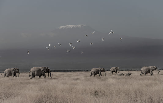 Egrets & Ellies