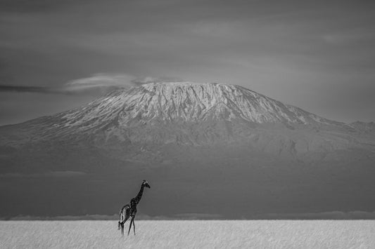 Killimanjaro and Giraffe