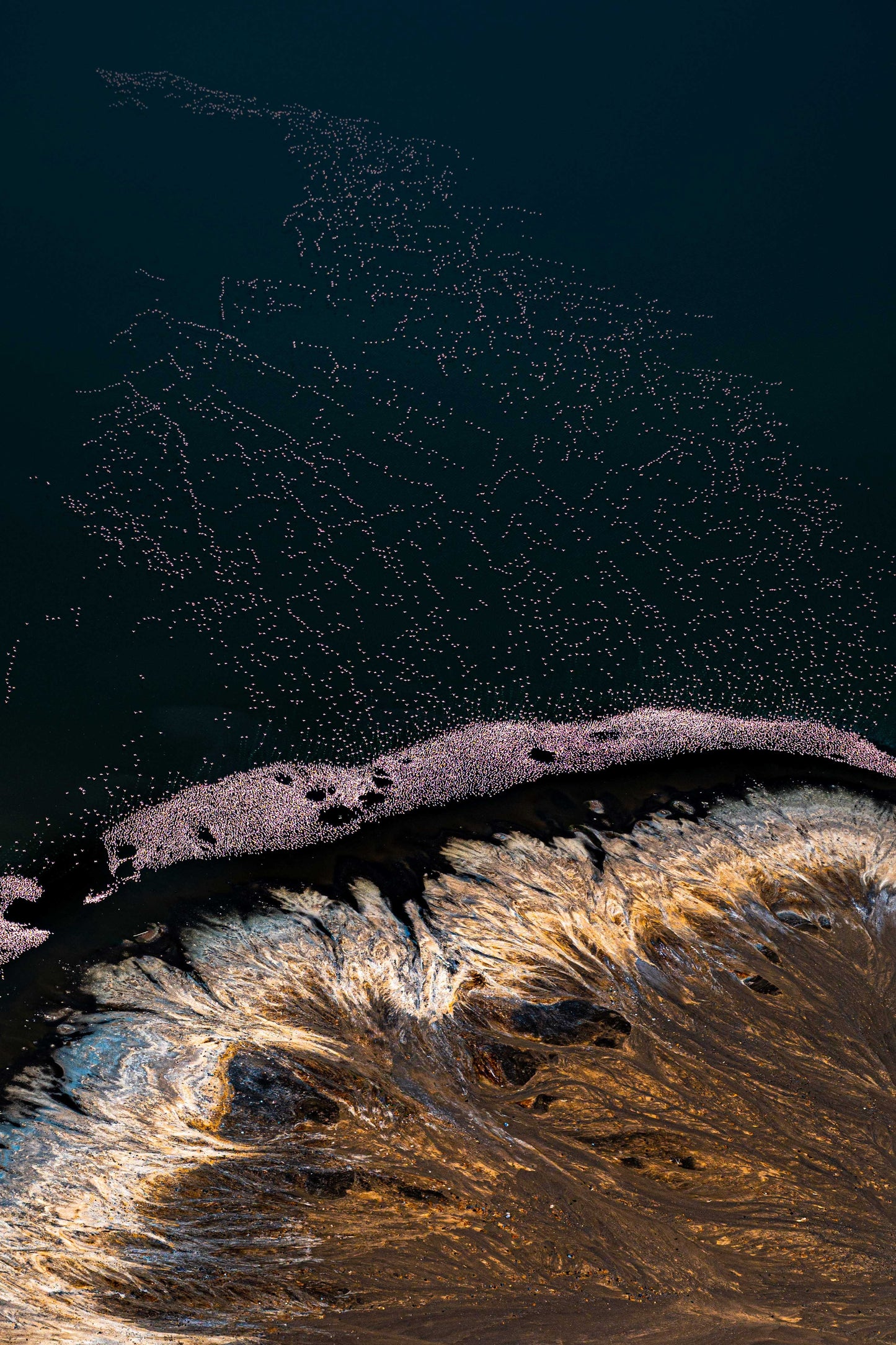 Flamingos & Lava