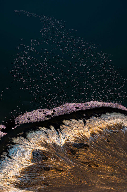 Flamingos & Lava