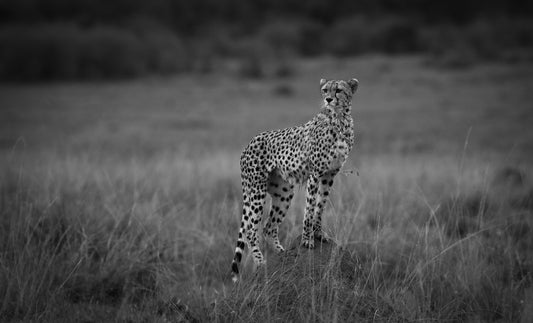 Vantage Point
